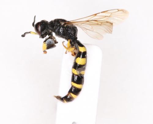 Réf. 293 165 : Crabro peltarius